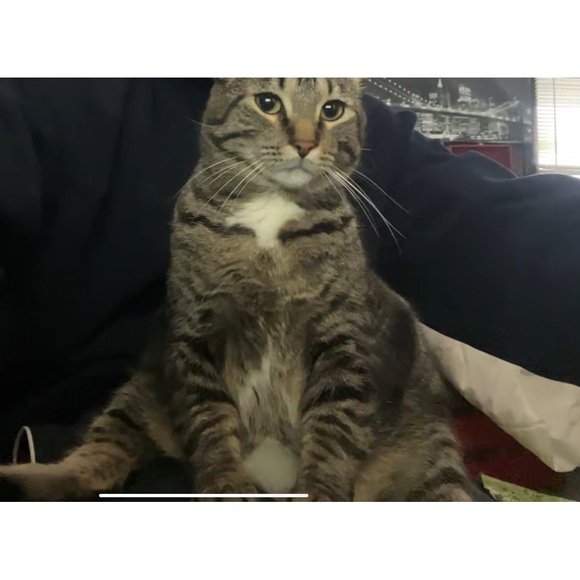 catlover123544